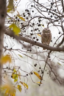 Spotted owlet (Athene brama) photographed in the jungle of Ranthambore National Park famous for
