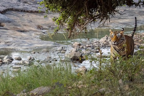 DSC00493- Male tiger (Panthera tigris) photographed in the jungle of Ranthambore National Park