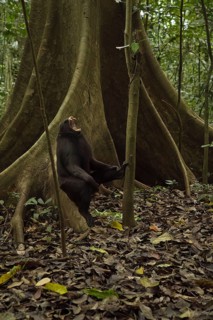 Crested macaque (Macaca nigra) This shot made in Tangkoko National Park in Sulawesi, Indonesia,