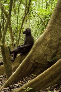 Crested macaque (Macaca nigra) This shot made in Tangkoko National Park in Sulawesi, Indonesia,