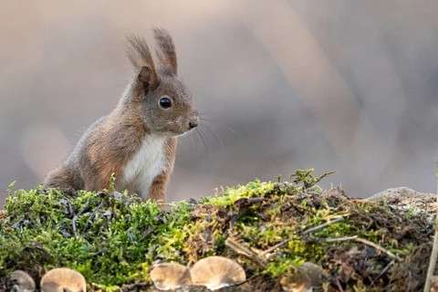 European red squirrel, Sciurus vulgaris Alessandria Italy