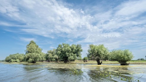 View from the canal towards these large willows Danube Delta Romania