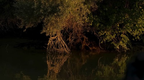 View from the canal morning light Danube Delta Romania