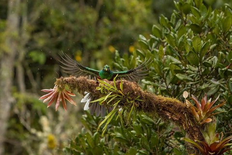 Quetzal (Pharomachrus mocinno) Costarica