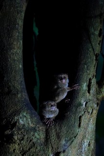 The specter tarsier or maki elf (Tarsius tarsier) is a primate of the Tarsiidae family, of which it