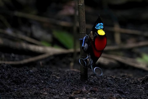 Wilson's bird of paradise (Diphyllodes respublica), endemic to the rainforests of Waigeo Island,