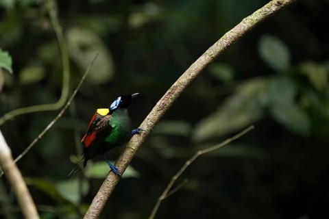 Wilson's bird of paradise (Diphyllodes respublica), endemic to the rainforests of Waigeo Island,