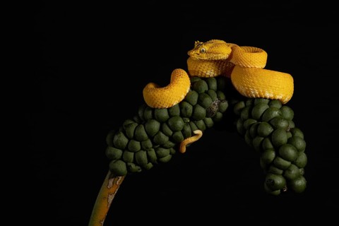 This viper with a disturbing look is the Cigliata viper Bothriechis schlegelii, its venom is lethal
