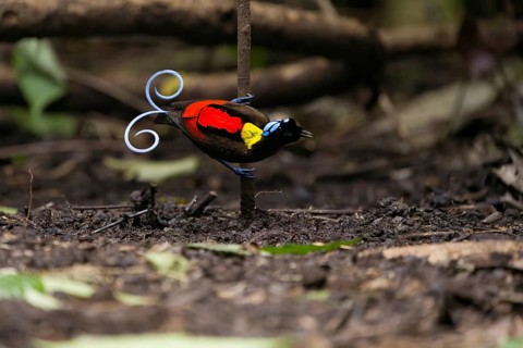 Wilson's bird of paradise (Diphyllodes respublica), endemic to the rainforests of Waigeo Island,