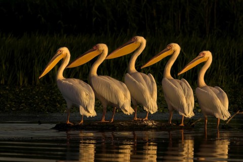 Common pelican (Pelecanus onocrotalus) Danube Delta Romania