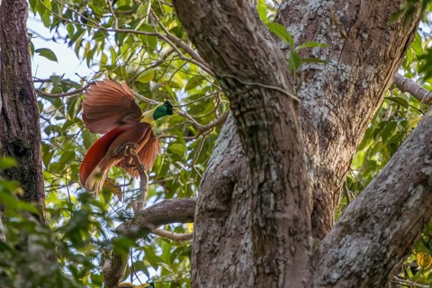 Paradisea rubra, the males perform by carefully cleaning the leaves of a branch on which they will