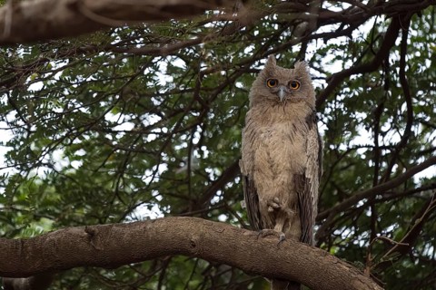 Indian eagle owl (Bubo bengalensis) photographed in the jungle of Ranthambore National Park famous