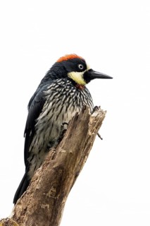 Acorn woodpecker (Melanerpes formicivorus) Costarica