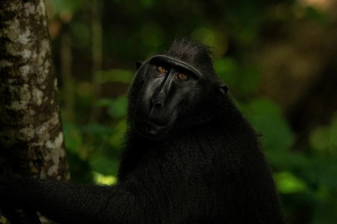 Crested macaque (Macaca nigra) This shot made in Tangkoko National Park in Sulawesi, Indonesia,