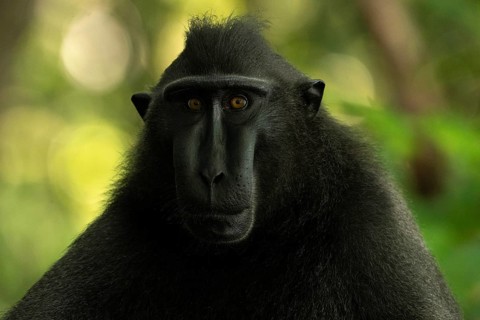 Crested macaque (Macaca nigra) This shot made in Tangkoko National Park in Sulawesi, Indonesia,