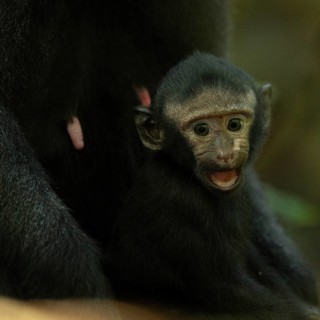 Crested macaque (Macaca nigra) This shot made in Tangkoko National Park in Sulawesi, Indonesia,