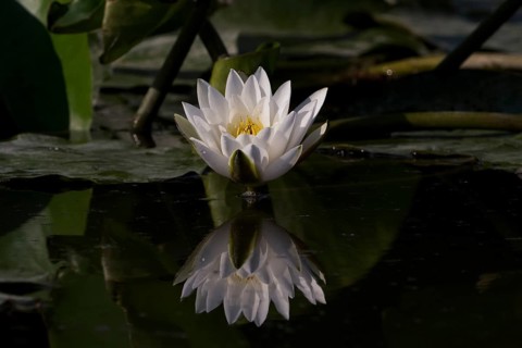 Nymphaea, water lily reflected on the water. Sao Miguel Acores