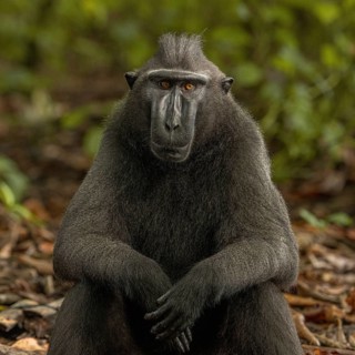 Crested macaque (Macaca nigra) This shot made in Tangkoko National Park in Sulawesi, Indonesia,
