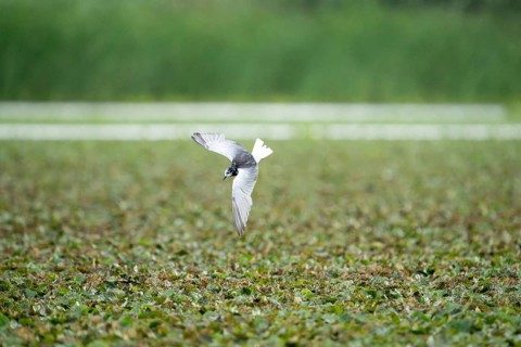Mignattino ali bianche, Chlidonias leucopterus. Danube Delta