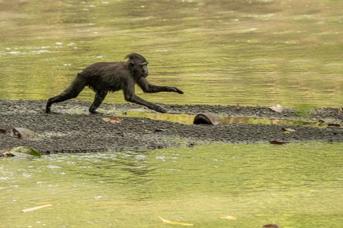 Crested macaque (Macaca nigra) This shot made in Tangkoko National Park in Sulawesi,