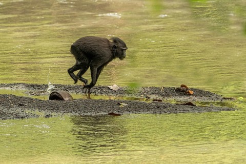 Crested macaque (Macaca nigra) This shot made in Tangkoko National Park in Sulawesi, Indonesia,