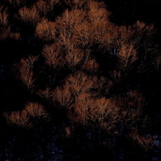 Beech forest in winter. Abruzzo National Park Italy