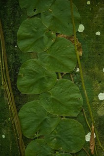 Close-up, typical parasitic plant that climbs tree trunks, Costarica
