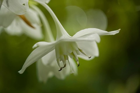 Close-up, (Eucharis amazonicas), flower, Costarica