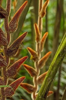 Close-up (Heliconia vellerigera) is a plant species in the family Heliconiaceae. Costarica