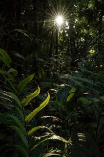 Sunburn in the jungle, fern Costarica