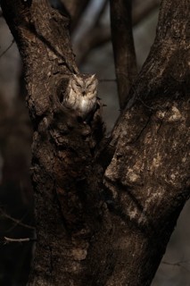 Scops owl (Otus bakkamoena) photographed in the jungle of Ranthambore National Park famous for