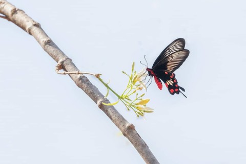 Papilio memnon, the great Mormon, is a large butterfly native to southern Asia that belongs to the