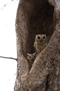 Scops owl (Otus bakkamoena) photographed in the jungle of Ranthambore National Park famous for