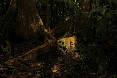 Rain forest, trees, Tangkoko National Park Sulawesi Indonesia