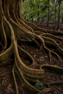Rain forest, trees Tangkoko National Park Sulawesi Indonesia