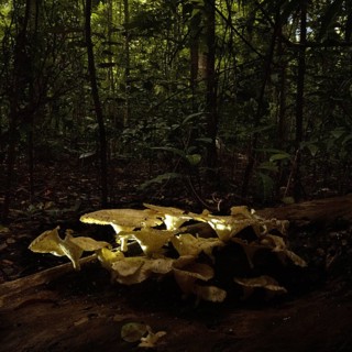 Mushroom (fungus), rain forest, Tangkoko National Park Sulawesi Indonesia