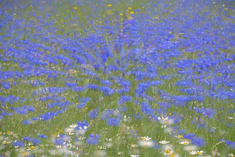 Cornflowers blooming (Centaurea cyanus) Castelluccio di Norcia Italy
