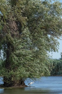 View Danube canal, trees, Danube Delta Romania