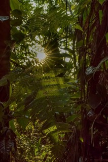 Rain forest, sunburn, Costarica