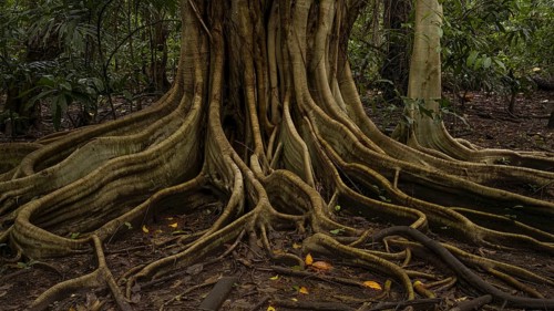 Rain forest, trees, Tangkoko National Park Sulawesi Indonesia