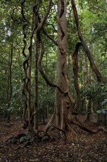 Aerial roots of a large tree. National Park Sulawesi indonesia