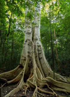 Jant tree in the jungle, Tangkoko National Park Sulawesi indonesia