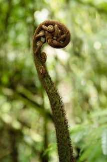 Fern in the jungle. Tangkoko National Park Sulawesi indonesia