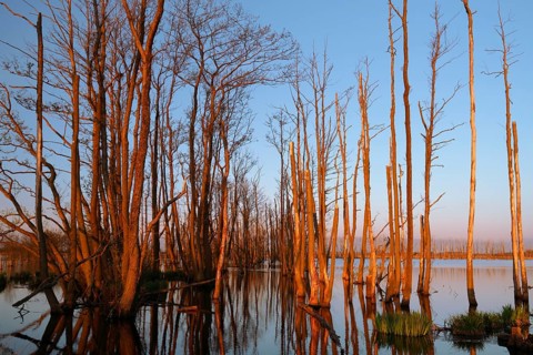 Wetland biotope in the Peene valley, waterlogged meadows, rare habitat for endangered plants and