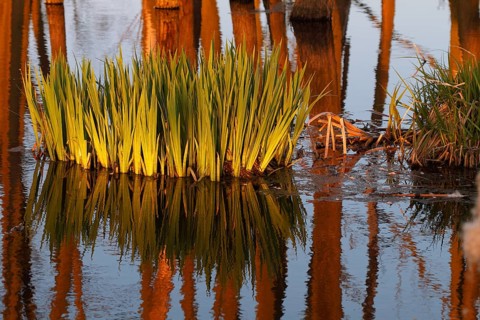 Wetland biotope in the Peene valley, waterlogged meadows, rare habitat for endangered plants and
