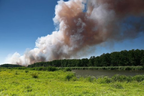 Fire in a 100-hectare grain field on the River Peene in summer, clouds of smoke from a field fire,