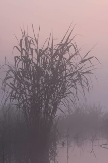 Foggy mood in the morning at the river Peene, reeds against the light at sunrise, Naturpark
