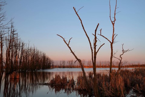 Wetland biotope in the Peene valley, waterlogged meadows, rare habitat for endangered plants and