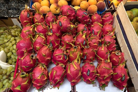 Dragon fruit (Selenicereus undatus) at a fruit stand, Genoa, Italy, Europe
