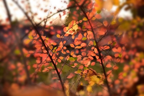 Branches with autumn-coloured leaves in the forest, Western Forests nature park Park near Augsburg,